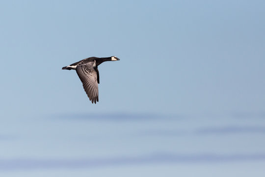 barnacle goose (branta leucopsis in flight, blue sky