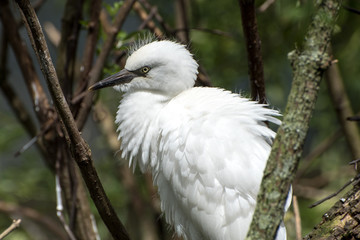 Juvenile snowy egret in a tree.