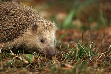 Igel auf Futtersuche im Garten