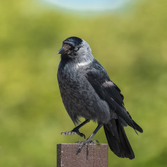 Hooded Crow, beautiful grey and black crow standing on a wooden picket 
