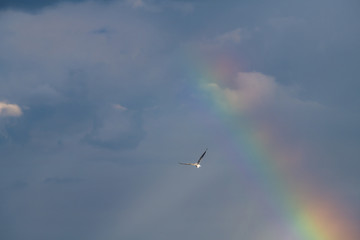 Sea gull fly rainbow fly freedom clear sky clouds