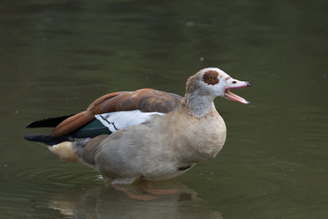 Nilgans © waechter-media.de