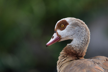 Nilgans