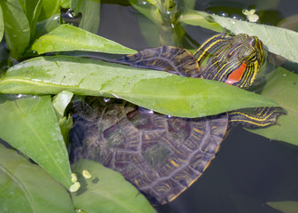 A yellow-bellied slider turtle pokes its head between the leaves of a Virginia marsh.
