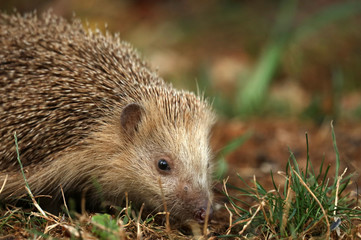 Igel auf Futtersuche im Garten