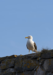 Seagull in Suomenlinna, Castle of Finland in English, an island fortress in the Gulf of Finland, protecting the capital city of Helsinki. Suomenlinna is an UNESCO World Heritage Site.