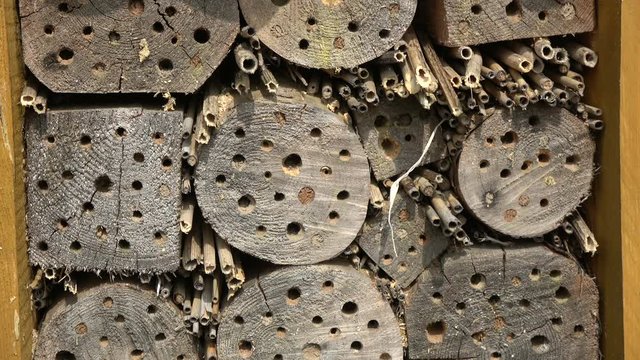 insect hotel fragment and wild bee

