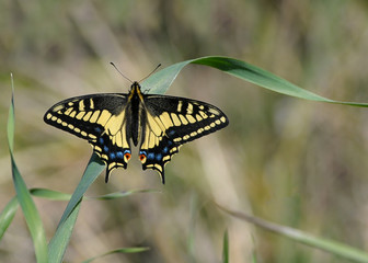 Anise Swallowtail Butterfly
