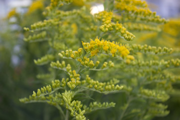 yellow flowers Goldenrod ordinary Natural background