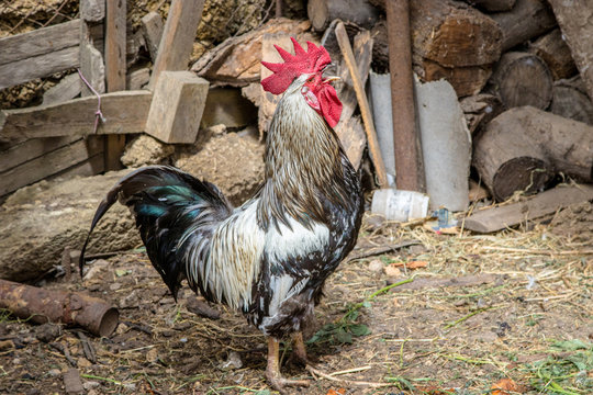  bird cock crowing in the farmyard yard