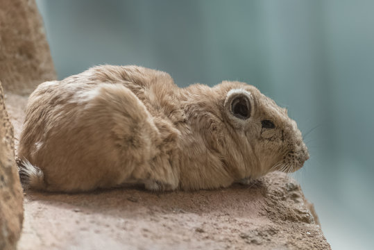 รูปภาพCtenodactylidae เลือกดูภาพถ่ายสต็อก เวกเตอร์ และวิดีโอ139