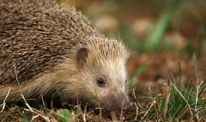 Fototapeta premium Igel auf Futtersuche im Garten