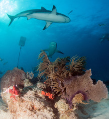 Obraz premium Caribbean reef shark at the Bahamas