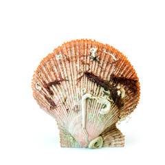Sea shell on white.