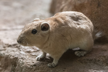 Common gundi, Ctenodactylus gundi, portrait
