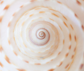Sea shell background.