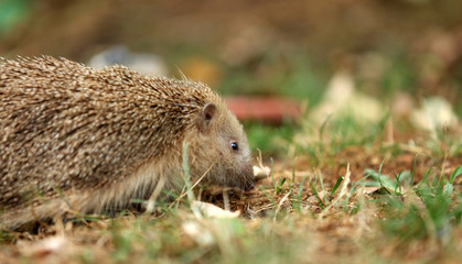 Igel auf Futtersuche im Garten