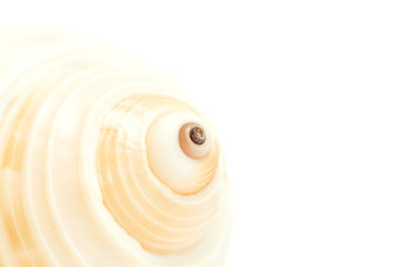 Sea shell background.