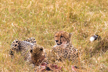 Two cheetahs eat prey. Masai Mara, Kenya