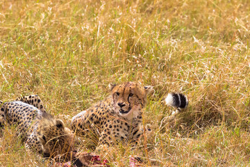 Two large cheetahs eat prey. Masai Mara, Kenya