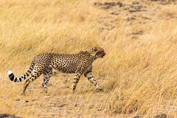 Obraz premium African cheetah. Masai Mara. Kenya, Africa
