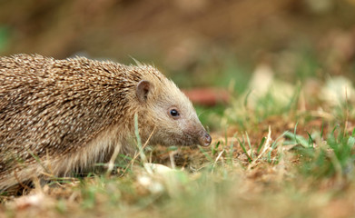 Igel auf Futtersuche im Garten