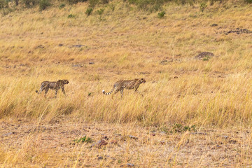 Two African cheetahs in search. Masai Mara. Kenya, Africa