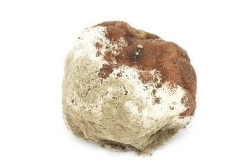 Rotten orange isolated on a white background