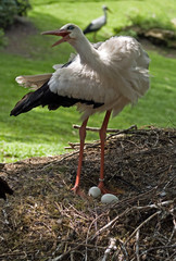ins Storchennest geschaut