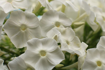 Obraz na płótnie Canvas Ornamental flower. Cultivated flower of a phlox closeup.