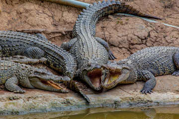 Singing crocodiles