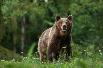 Foto op Plexiglas Large Carpathian brown bear portrait in the woods Europe Romania. © egyjanek