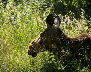 Young Eurasian elk or moose, the largest species within the deer family