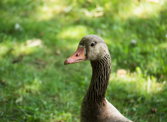 European greylag goose with a long neck stares at camera