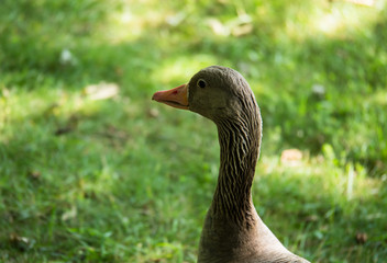 European greylag goose with a long neck stares at camera