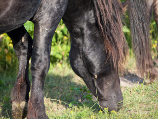 Long maned black konik horse eating grass © hipproductions