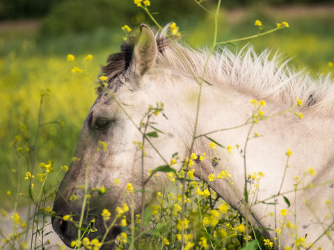 Konik horses and mostard seed in nature reserve
