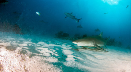 Fototapeta na wymiar Lemon shark at the Bahamas