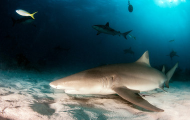 Obraz premium Lemon shark at the Bahamas