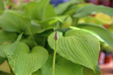 Hosta is a genus of perennial herbaceous plants of the family Asparagaceae
