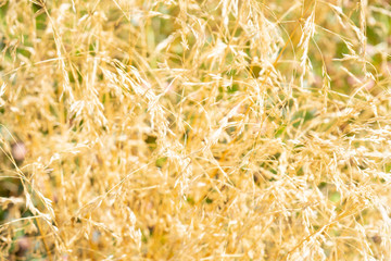 Yellow ears of cereals.