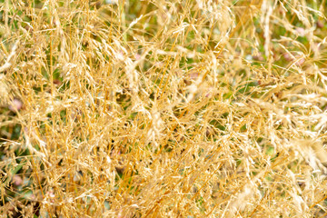 Yellow ears of cereals.