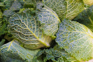 Fresh, green cabbage heads.