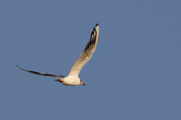 Beautiful seagull looking for dinner in a sunny summer day