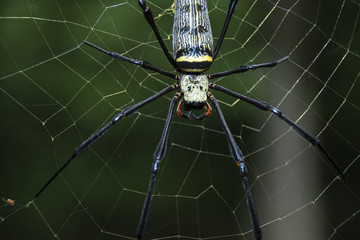 spider natural background greed