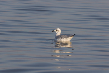 Beautiful seagull looking for dinner in a sunny summer day