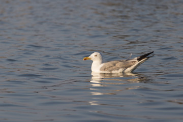 Beautiful seagull looking for dinner in a sunny summer day