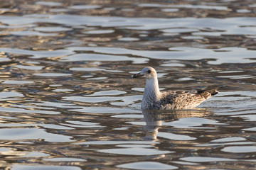 Beautiful seagull looking for dinner in a sunny summer day