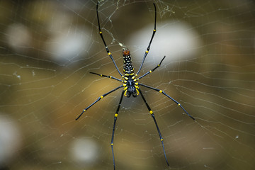 Spider and cobweb natural background.