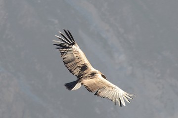 Condor in volo su Ande Peruviane